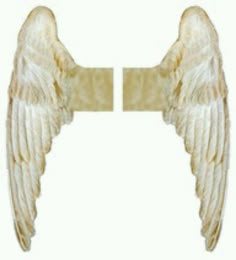 two white angel wings are facing each other