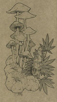 an ink drawing of mushrooms and flowers