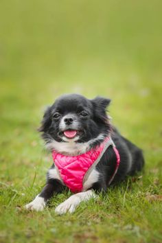 a small black and white dog wearing a pink bandana laying in the grass with its tongue out