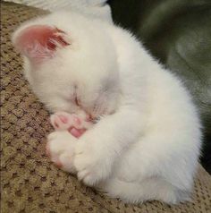 a small white kitten sleeping on top of a couch