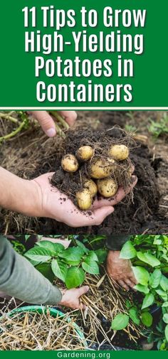 someone holding up some potatoes in their hands with the title 11 tips to grow high yielding potatoes in containers