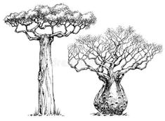 two bao trees in the savannah, vintage line drawing or engraving