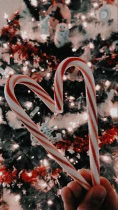 a hand holding candy canes in front of a christmas tree