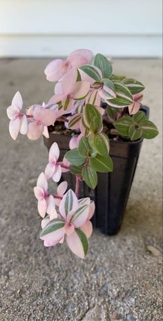 small pink flowers in a black pot on the ground