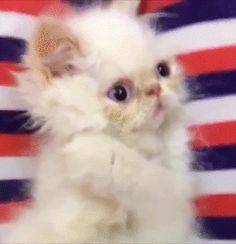 a small white kitten sitting in front of an american flag