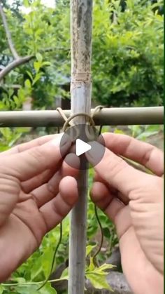 two hands holding onto a metal pole with vines growing on it and trees in the background