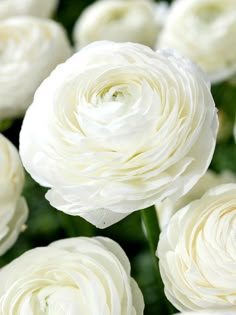 Ranunculus White Bulbs English Garden Wedding Flowers, Ranunculus Painting, Ranunculus Bulbs, Ranunculus White, Dianthus Flowers, Ranunculus Bouquet, White Ranunculus, Ranunculus Flowers