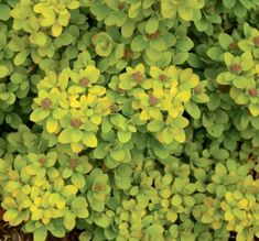 small yellow flowers are growing in the ground