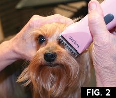 Yorkie: Short Trim | Groomer to Groomer - Pet Grooming News, Stories, and Videos Diy Pet Grooming, Grooming Yorkies, Yorkie Haircut, Yorkshire Terrier Grooming, Yorkie Cuts, Yorkie Hairstyles, Dog Grooming Diy, Yorkie Haircuts