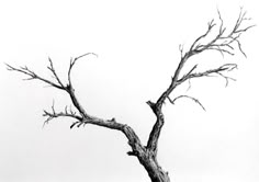 a bare tree with no leaves on it