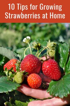 strawberries growing in the garden with text overlay reading 10 tips for growing strawberries at home