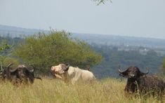 three bulls are standing in tall grass near some trees and bushes, with the sky in the background