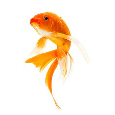 an orange and white fish is swimming in the water