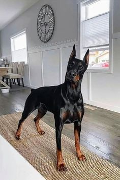 a large black and brown dog standing on top of a rug in a living room