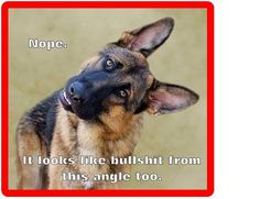 Sayings About Dogs, German Shepherd Memes, Shepherd Quotes, German Shepherd Quotes, German Shepherd Funny, Funny German Shepherd, Dog Quotes Love, Dog Quotes Funny, Mazzy Star