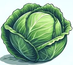 a drawing of a head of lettuce on a white background with the leaves still attached