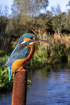 a blue and yellow bird sitting on top of a wooden pole next to a river