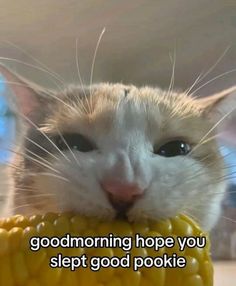 a close up of a cat eating food from a bowl with the caption, good morning hope you slept good pookiie