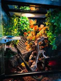 an aquarium filled with plants and rocks under a light on the side of the tank