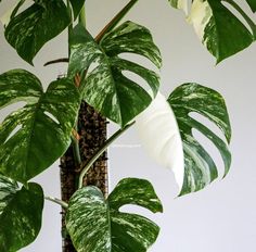 a large green plant with white flowers in a vase on a table next to a wall