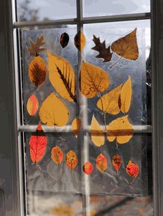 autumn leaves are reflected in a window pane