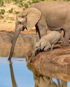 an adult and baby elephant drinking water from a pond