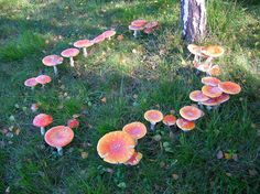 a group of mushrooms that are on the grass