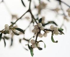 some white flowers and green leaves on a branch