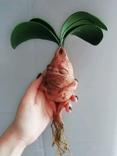 a person holding up a plant with long green leaves on it's head and roots