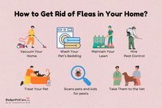 how to get rid of fleas in your home? infographical poster with images