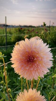 two pink flowers are in the middle of a field