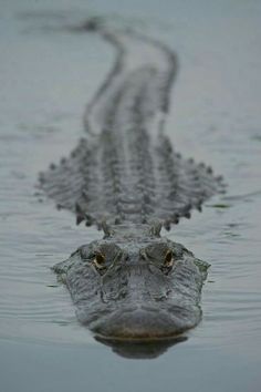 an alligator's head is shown in the water with its long tail sticking out