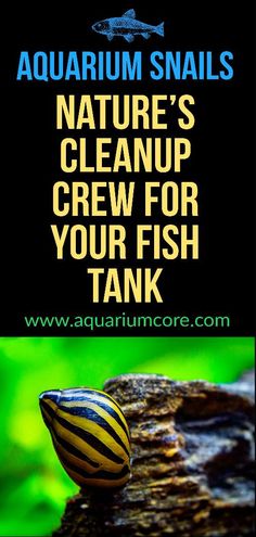 Beautiful aquarium snails to enhance your tank's ecosystem Snails As Pets, Tropical Fish Tank, Aquarium Snails, Aquatic Environment, Fish Tank Cleaning, Tropical Fish Tanks, Salt Water Fish, Tanked Aquariums, The Aquarium