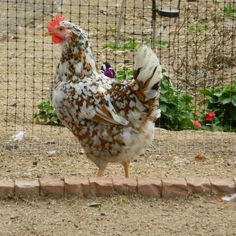 a brown and white chicken standing in front of a wire fence with flowers behind it