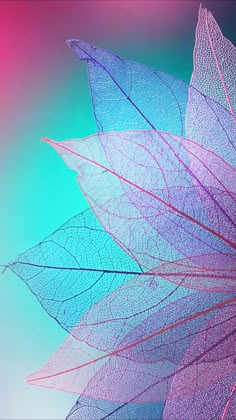 the underside of a large leaf on a blue and pink background