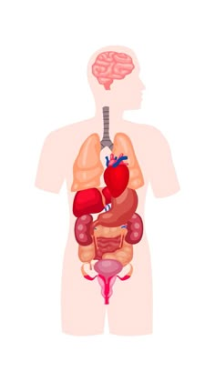 the human body is shown with an organ in it's chest and organs highlighted