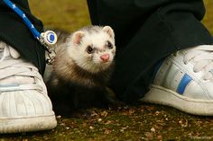 a ferret is standing next to someone's feet on the ground with their shoes