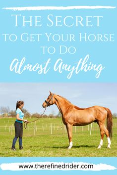 Getting your horse to do anything How To Trot On A Horse, How Much Does It Cost To Own A Horse, How To Get A Horse To Trust You, Horse Transition Exercises, Natural Horsemanship Training, Horse Exercises Western, Small Horse Barns, Dressage Exercises