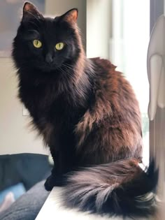 a black cat sitting on top of a window sill