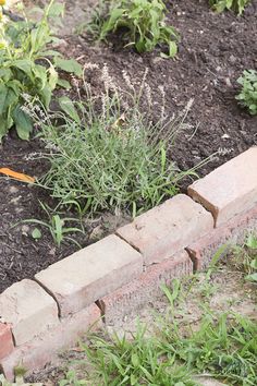 an orange bird sitting on the edge of a brick garden bed