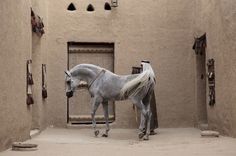 a white horse standing in an adobe - style building next to a doorway and door