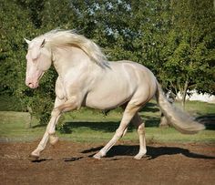 a white horse is galloping in the dirt