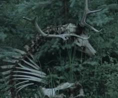 an animal skeleton in the woods with antlers on it's back and neck