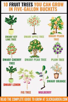 an illustrated poster with different types of trees