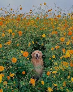 a brown dog sitting in the middle of a field of flowers with its mouth open