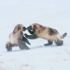 two brown and black animals playing in the snow