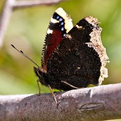 a butterfly sitting on top of a tree branch