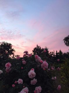 pink roses are blooming in the garden at sunset