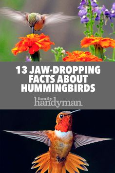 three different pictures with the words 13 jaw dropping facts about hummingbirds