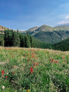 wildflowers and pine trees in the mountains on a sunny day